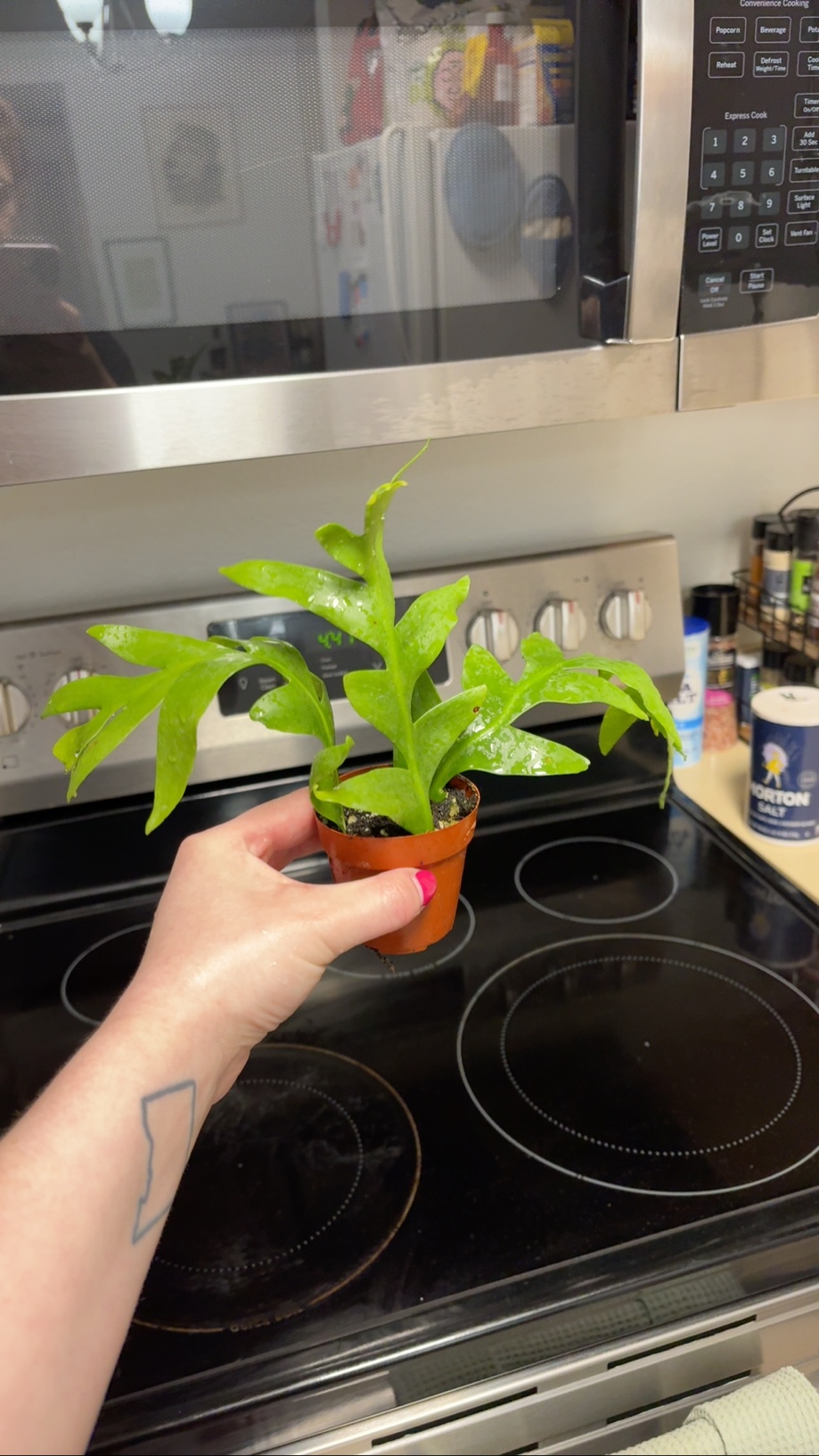 Kalanchoe pinnata (Bryophyllum pinnatum) – a lobed-leaf succulent (likely a kalanchoe/bryophyllum cultivar)