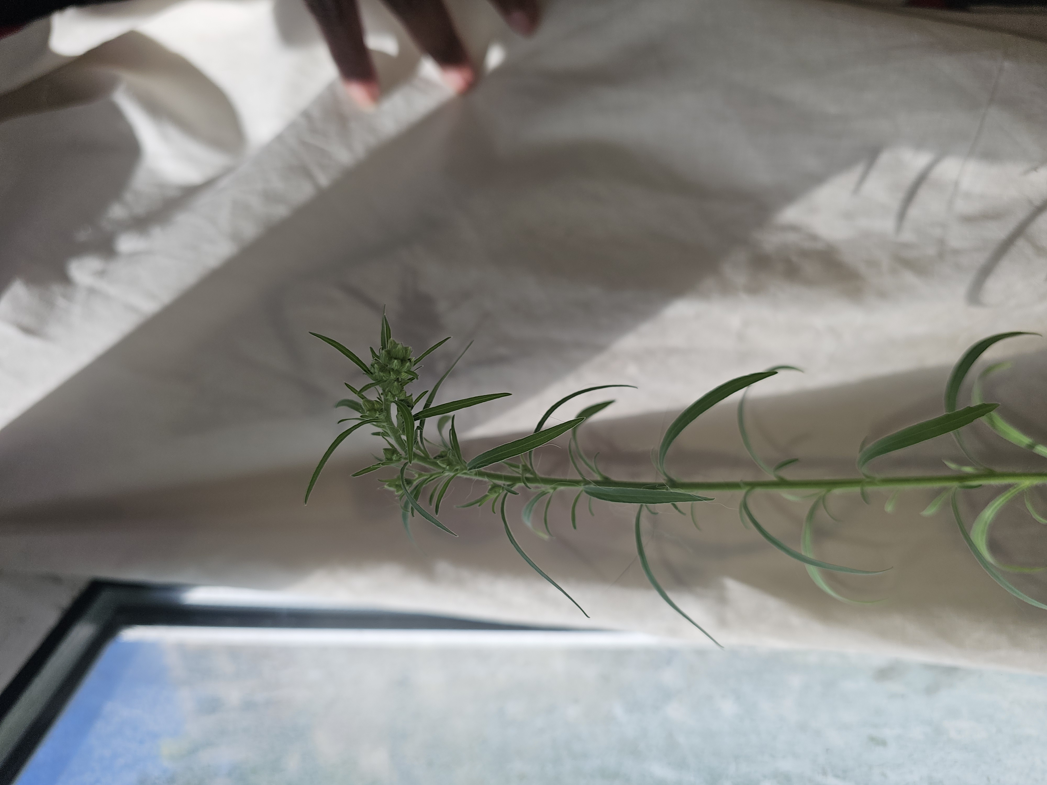 Rosemary (Salvia rosmarinus, formerly Rosmarinus officinalis)