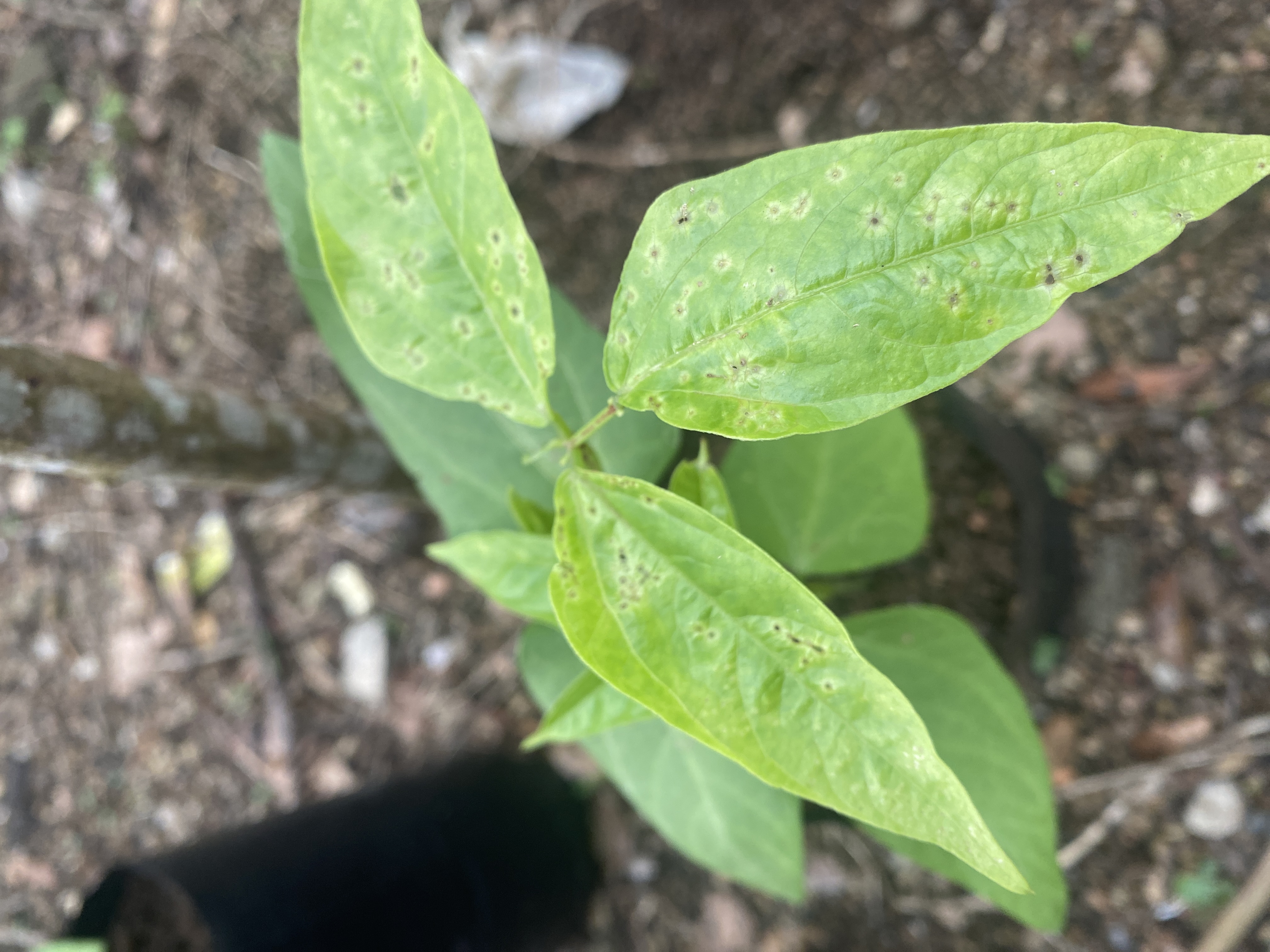 Septoria leaf spot (Septoria spp.) on pepper - 식물 질병 진단 사진