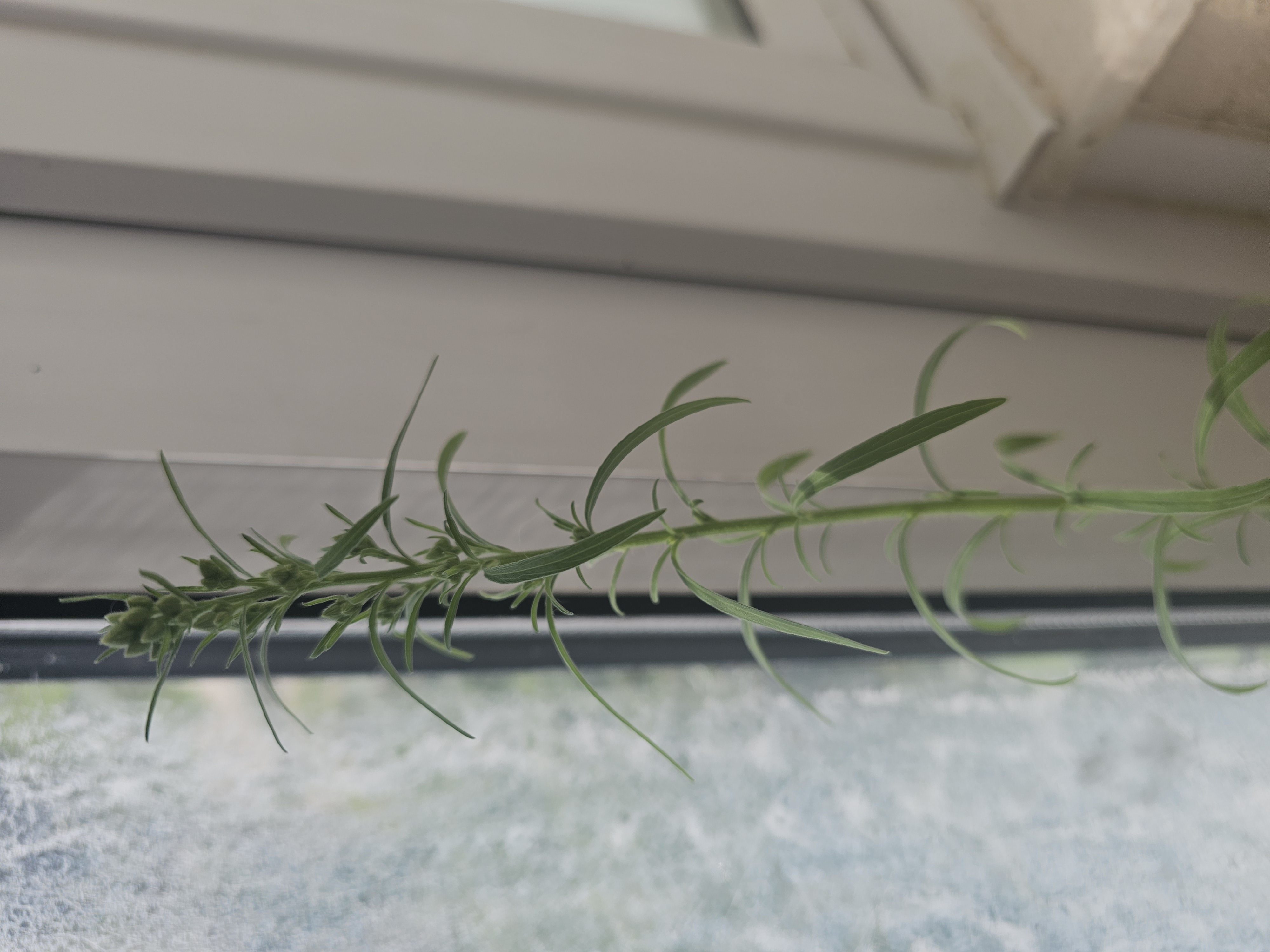 Rosemary (Salvia rosmarinus)