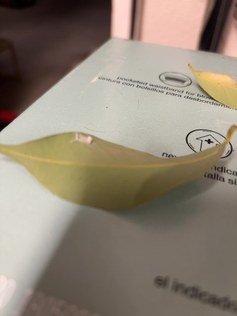 Nutrient deficiency (likely nitrogen deficiency) - 식물 질병 진단 사진