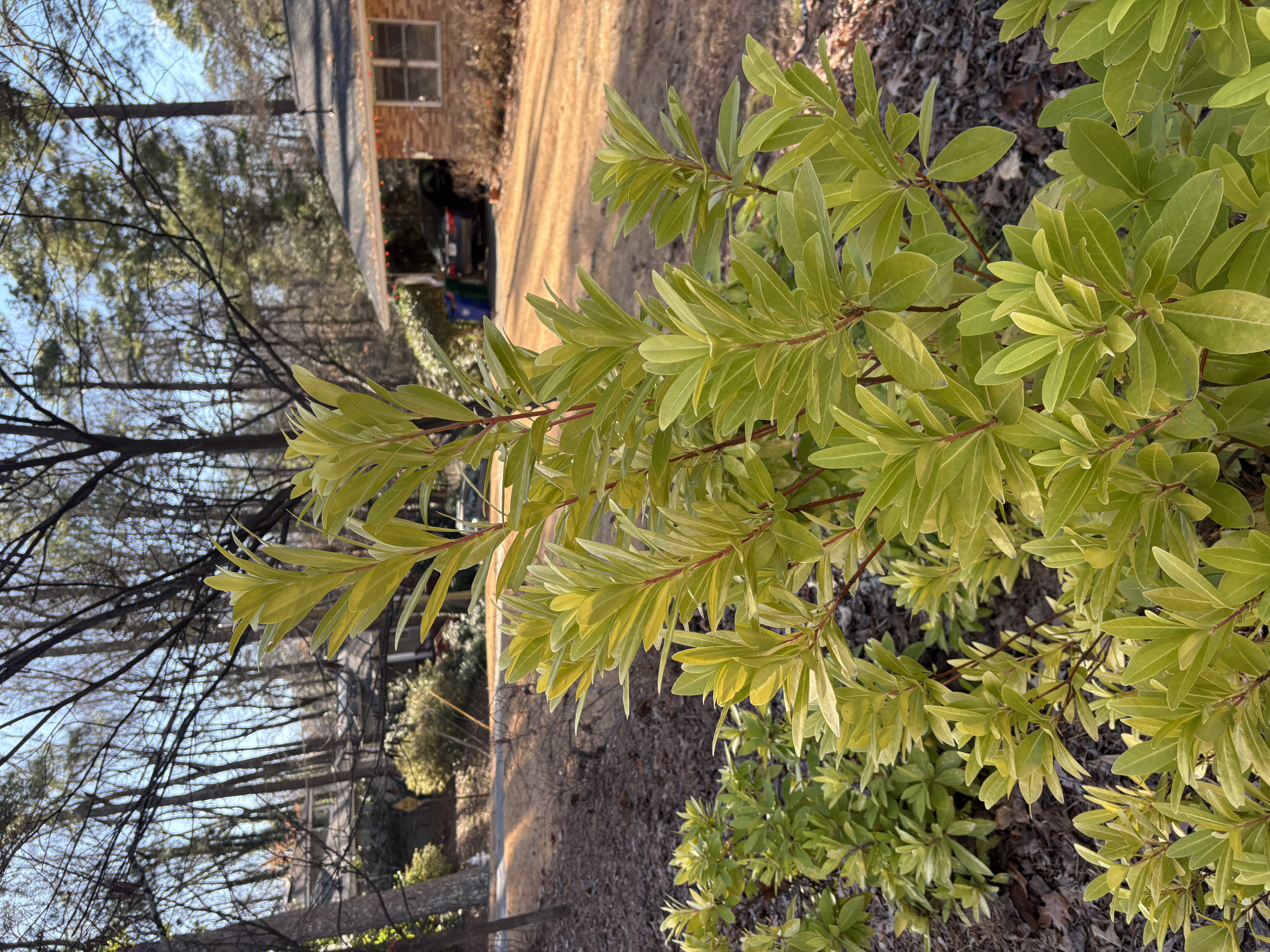 Lonicera nitida (boxleaf honeysuckle) - golden-leaved cultivar