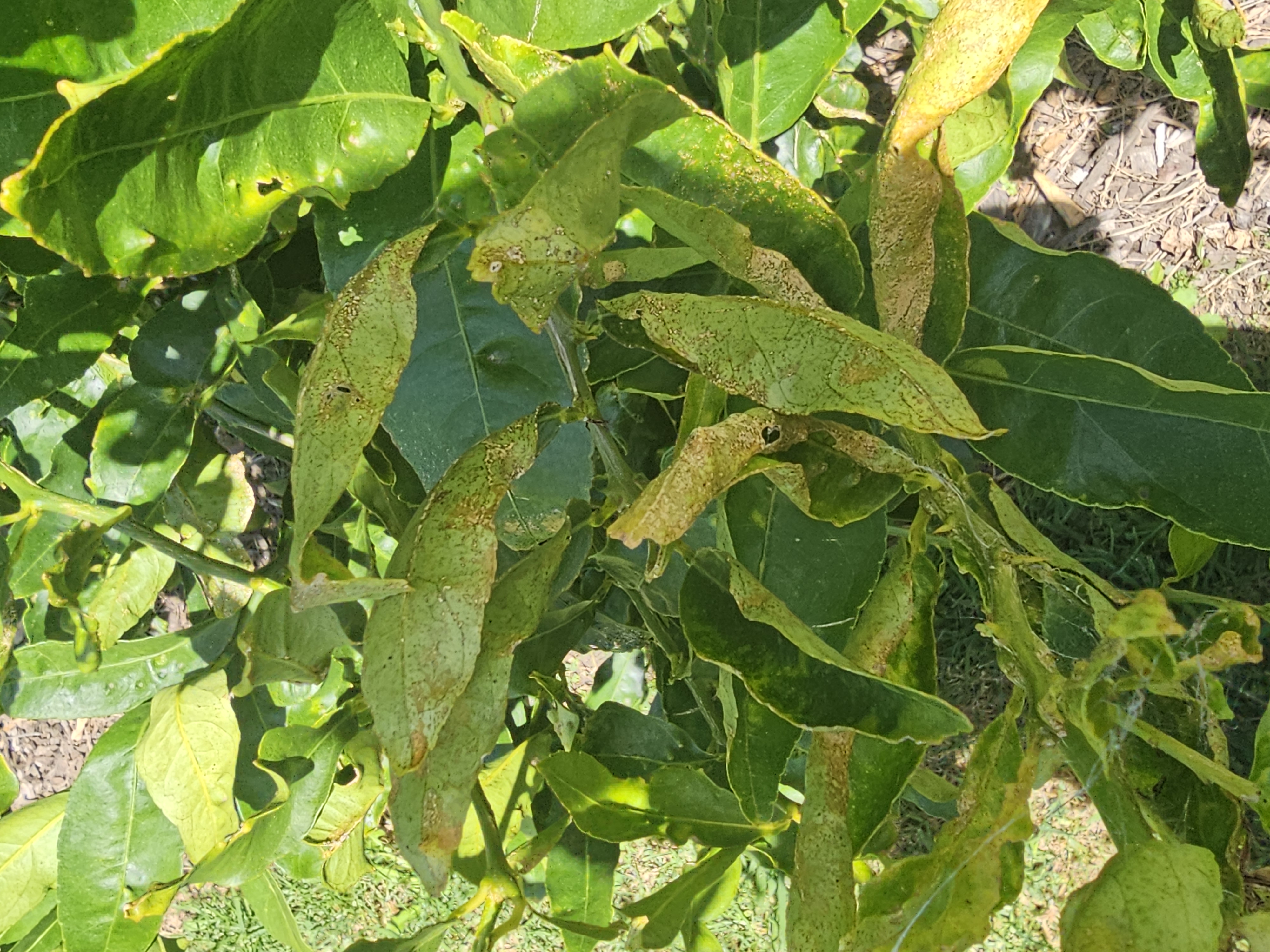 Citrus leaf spot (phyllosticta/colletotrichum complex) - 식물 질병 진단 사진