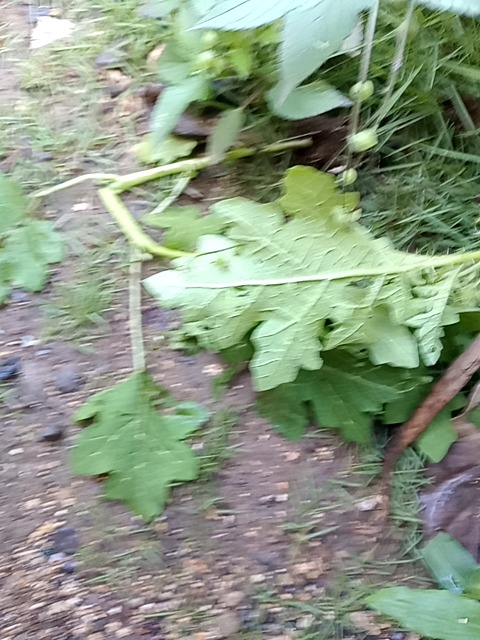 Grape vine (Vitis sp.)