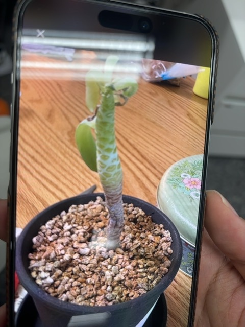 Captured plant