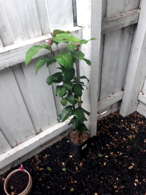 No disease detected (healthy plant) - 식물 질병 진단 사진