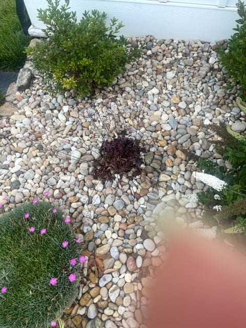 Severe root/crown rot...