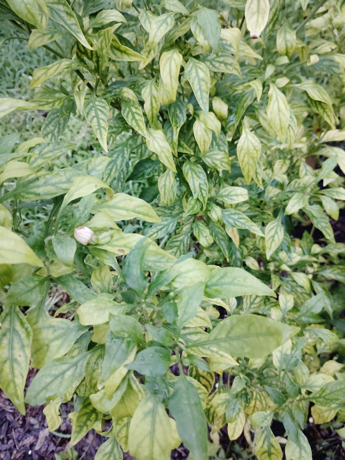 Bell pepper/Chili plant...