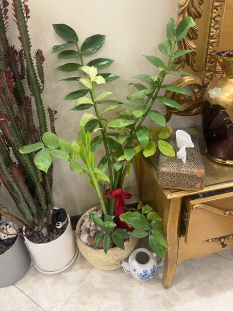 Root rot due to overwatering (fungal root rot, likely Phytophthora/Pythium) - 식물 질병 진단 사진